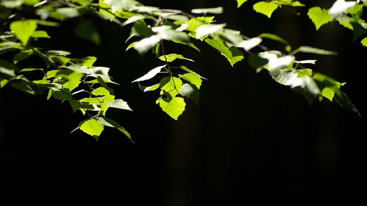 Groene bladeren in warm zonlicht.